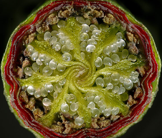 Illustration for article titled Remarkable Nikon Small World Microscope Photography Winners